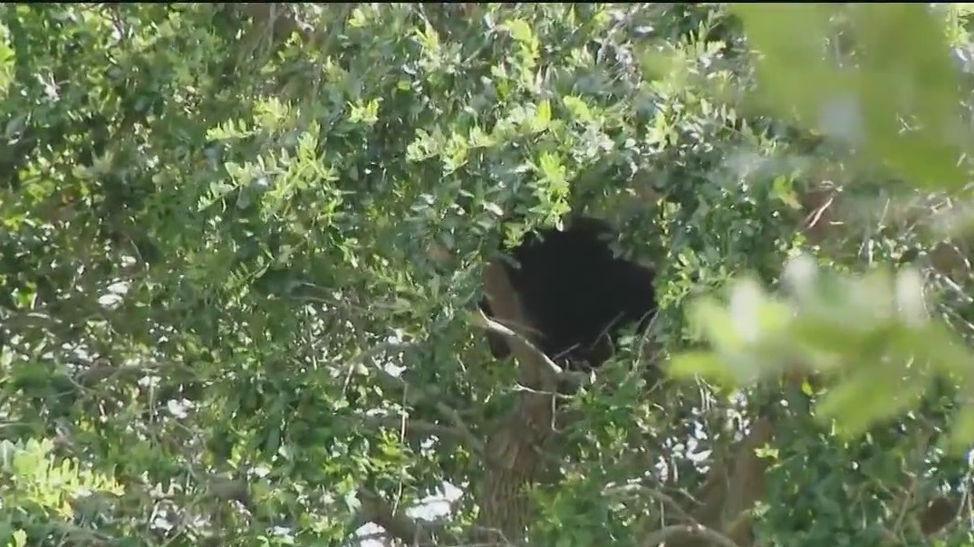 Young bear stuck in tree at Lake Eola in Orlando